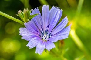 skönhet vild växande blomma cikoria vanlig på bakgrund äng foto