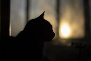silhuett av katt på bakgrund av fönster. sällskapsdjur på Hem. svart katt i morgon. foto