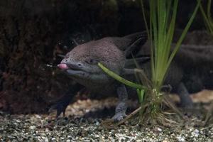 axolotl mexikansk salamander porträtt under vattnet foto