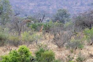 giraff i kruger parkera söder afrika foto