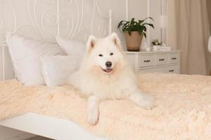 en vit samojed hund är liggande på de golv foto