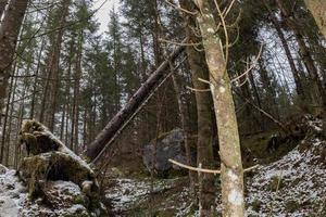 rotlösa träd i skog i vinter- foto