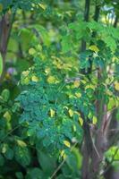 porträtt Foto av grön löv av de moringa växt i de tropikerna av indonesien och Asien för mobil telefon bakgrund