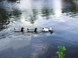 grupp av tre gräsand Anka familj, mandarin ankor simning i en rad i de sjö, natur bakgrund eller tapet, lugn atmosfär foto