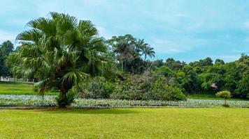 skön naturlig lanscape landskap, sjö med trä- bro, natur tapet, landskap bakgrund foto