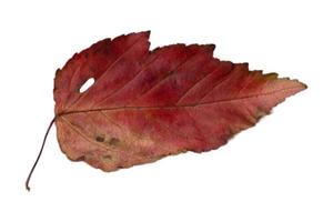 4091 röd torkades blad isolerat på en transparent bakgrund foto