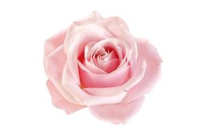 7592 rosa reste sig blomma isolerat på en transparent bakgrund foto