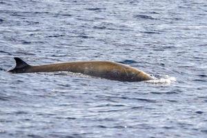 cuvier gås näbbade val delfin ziphius cavirostris foto