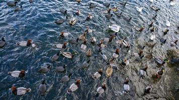 en flock änder på en sjö foto