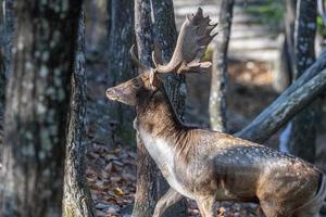 manlig träda rådjur i kärlek säsong i de skog i höst foto