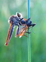 robberfly äter dess byte foto