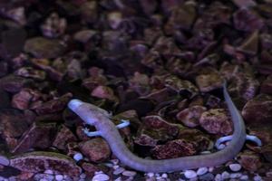 proteus blind förhistorisk rosa salamander i grotta vatten foto