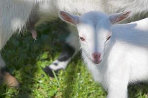 bara född vit getling barnflicka foto