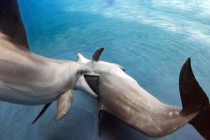 delfin spelar i de vatten foto