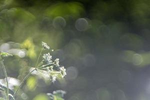 bubbla bokeh natur växt blomma foto