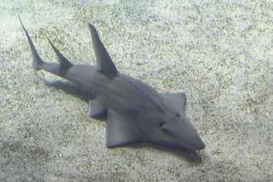 skyffelnäsa haj under vattnet på sand botten foto