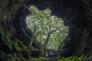 träd inuti pico ö gruta das torres lava tunnlar foto