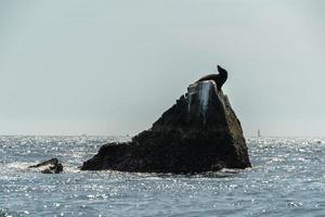 hav lejon på en sten i cabo san Lucas hamn mexico foto