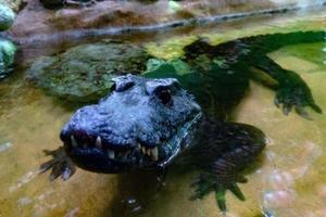 krokodil alligator kajman tänder stänga upp foto