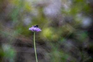 röd och svart skalbagge insekt på bubbla bokeh bakgrund foto