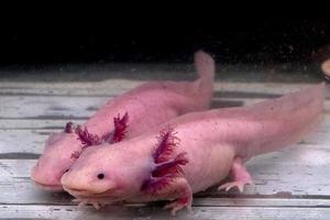 axolotl mexikansk salamander porträtt under vattnet foto