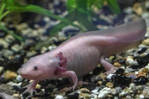 axolotl mexikansk salamander porträtt under vattnet foto
