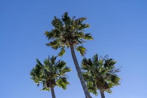 palmer i en blå himmel foto