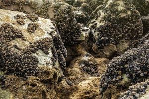 musslor fästa vid en sten foto
