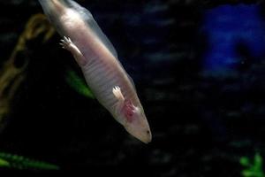 axolotl mexikansk salamander porträtt under vattnet foto