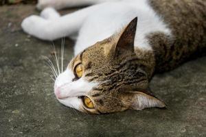 katt som ligger på gatan i Thailand foto