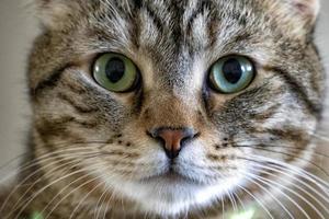 närbild av en tabby katt med gröna ögon