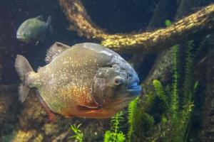 piranha fisk stänga upp under vattnet foto