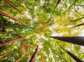 stora träd i skogen, sikt med låg vinkel foto