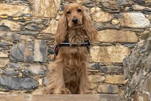 söt valp hund cockerspaniel spaniel porträtt ser på du i de gård foto