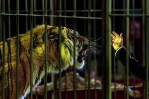 cirkus tiger i en bur med djurtämjare visa tid foto