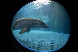 akvarium delfin under vattnet ser på du foto