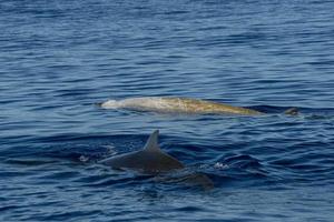 vit sällsynt gås näbbade val delfin ziphius cavirostris foto