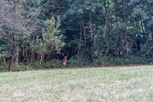 manlig träda rådjur på grön skog bakgrund foto