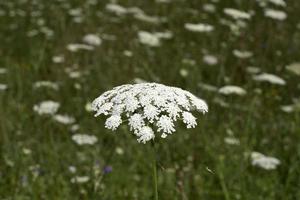 fält av ammi majus. bullwort, drottning anne spets, spetsblomma rörd förbi vind foto