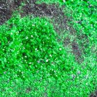 druse av grön uvarovite kristaller på sten stänga upp foto