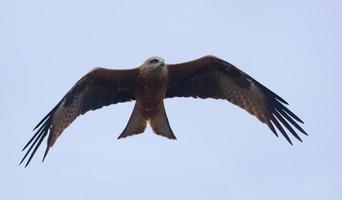 svart drake - milvus migrans - flygande med sprids vingar i Sök av byte foto