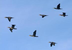 stor flock av bra skarvar - phalacrocorax karbo - flygande tillsammans i blå himmel foto