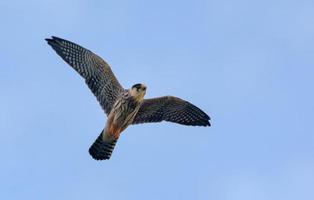 ung rödfotad falk - falco vespertinus - i snabb flyg med sträckt vingar och svans fjädrar över blå himmel foto