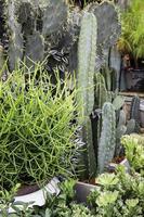 växter, suckulenter och kaktusar foto