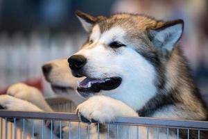 husky hund porträtt foto