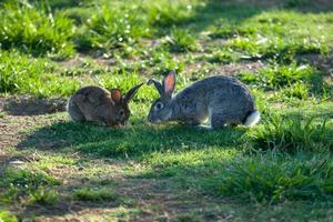två bakgrundsbelysta kaniner som äter gräs foto
