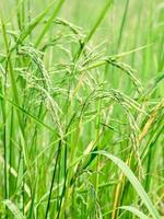 risfält under dagen foto