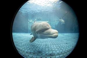 akvarium delfin under vattnet ser på du foto