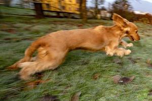 Lycklig valp hund cockerspaniel spaniel Hoppar foto