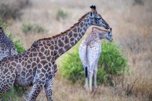 giraff i kruger nationell parkera, söder afrika giraffa camelopardalis familj av giraffidae porträtt foto